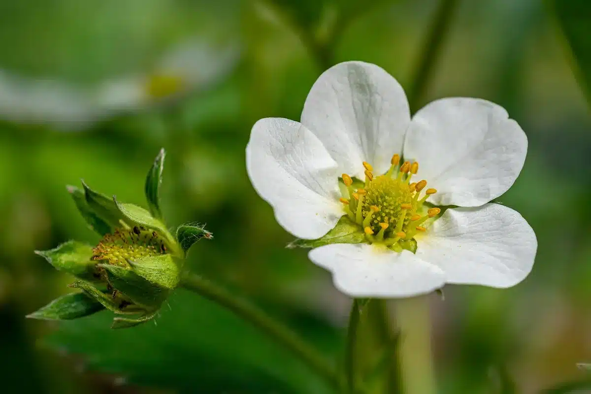 Division d'une touffe de fraisier avec conservation des racines sur chaque &eacute;clat