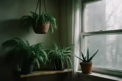 10 plantes purifiantes efficaces pour purifier l'air intérieur