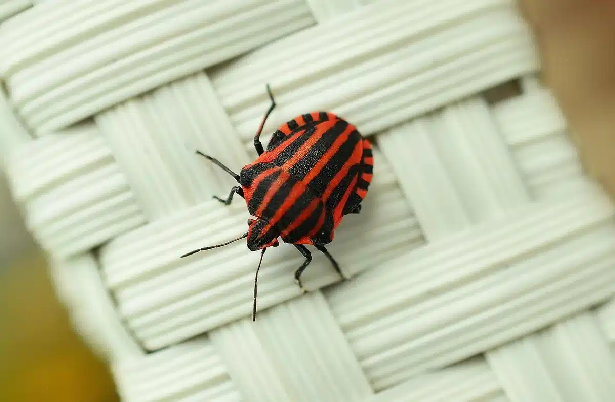Gros plan d'une punaise de type bouclier sur une feuille montrant la forme et les antennes