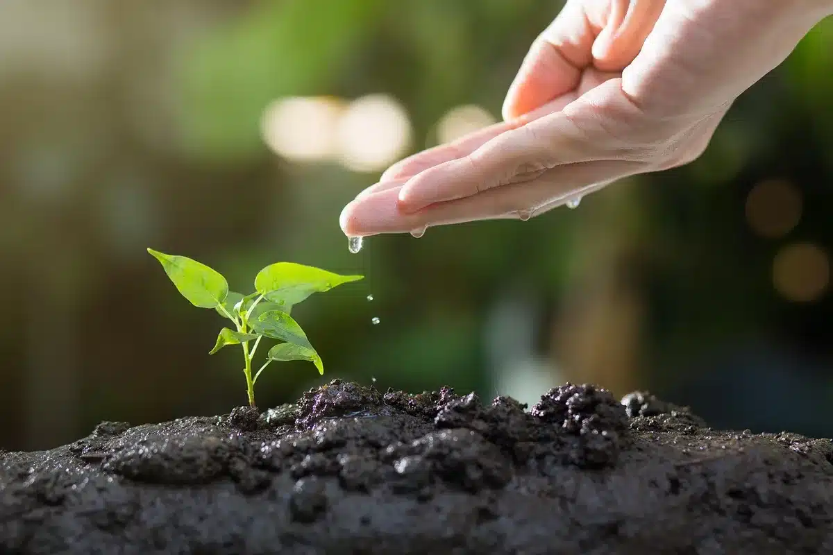 Arrosage délicat d'un jeune plant avec un pulvérisateur, substrat légèrement humide