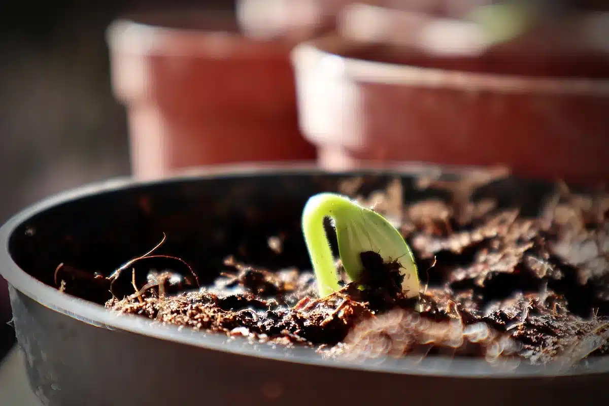 Semis sous ch&acirc;ssis en plein jour avec jeunes plants et mains gant&eacute;es