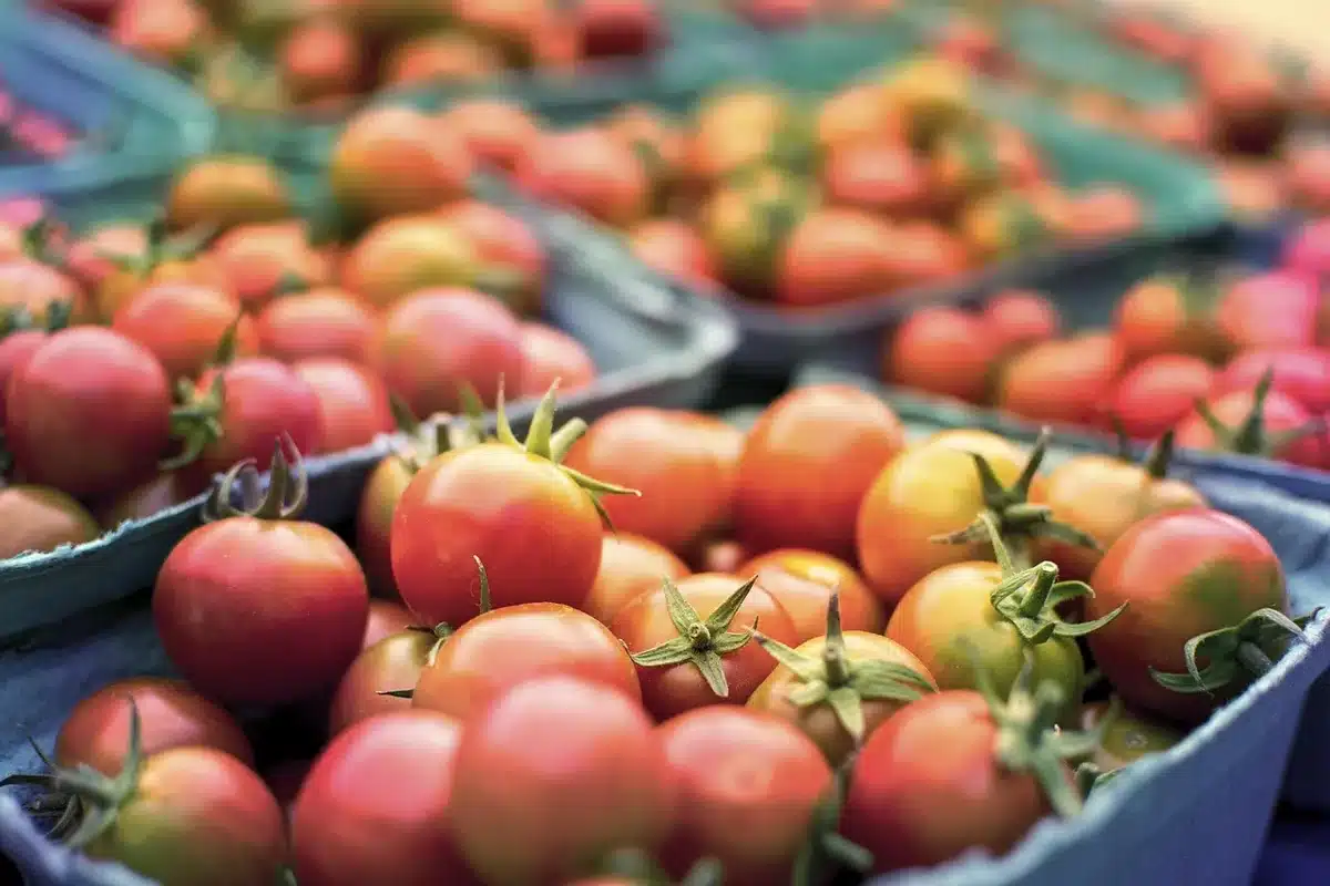 R&eacute;colte de m&acirc;che et choux dans un panier au potager en automne