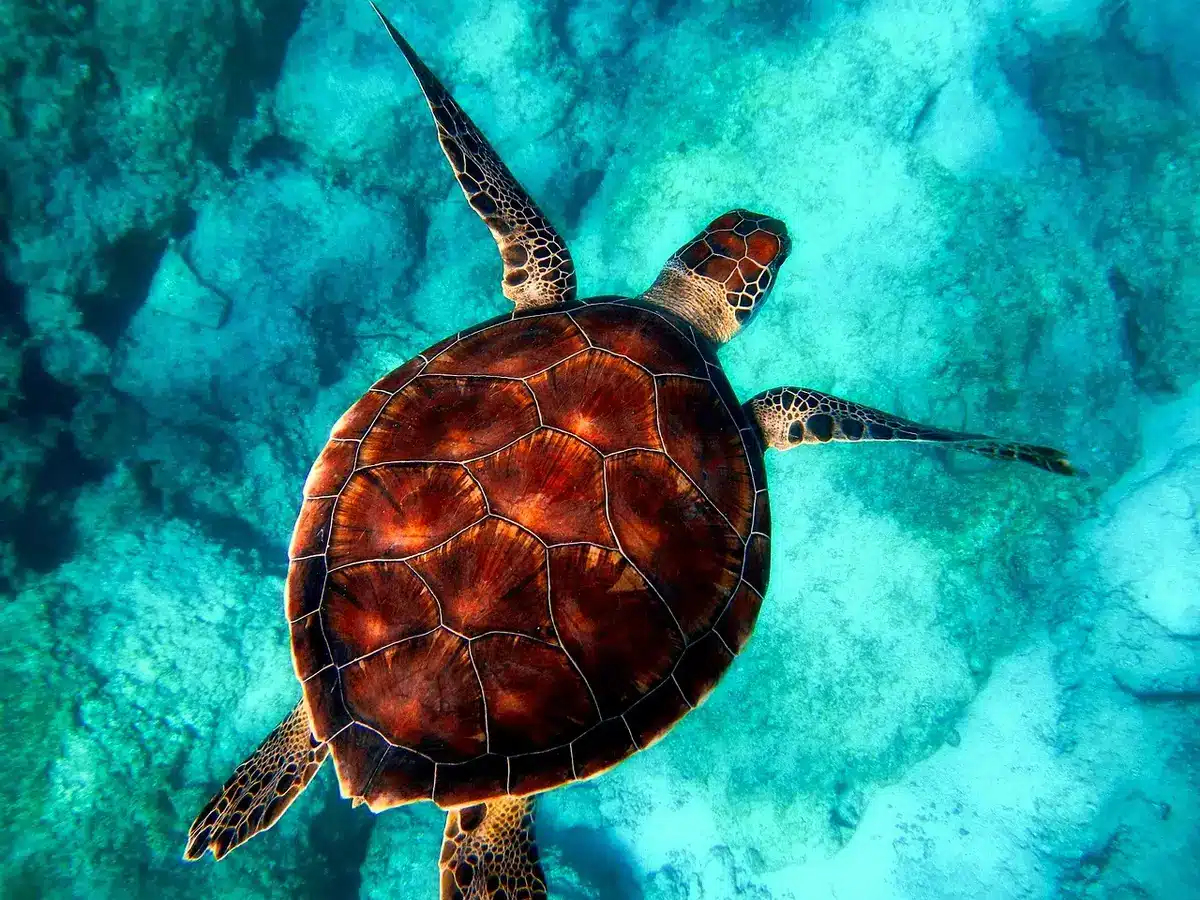 Coquillages et anémones de mer fixés sur une surface immergée