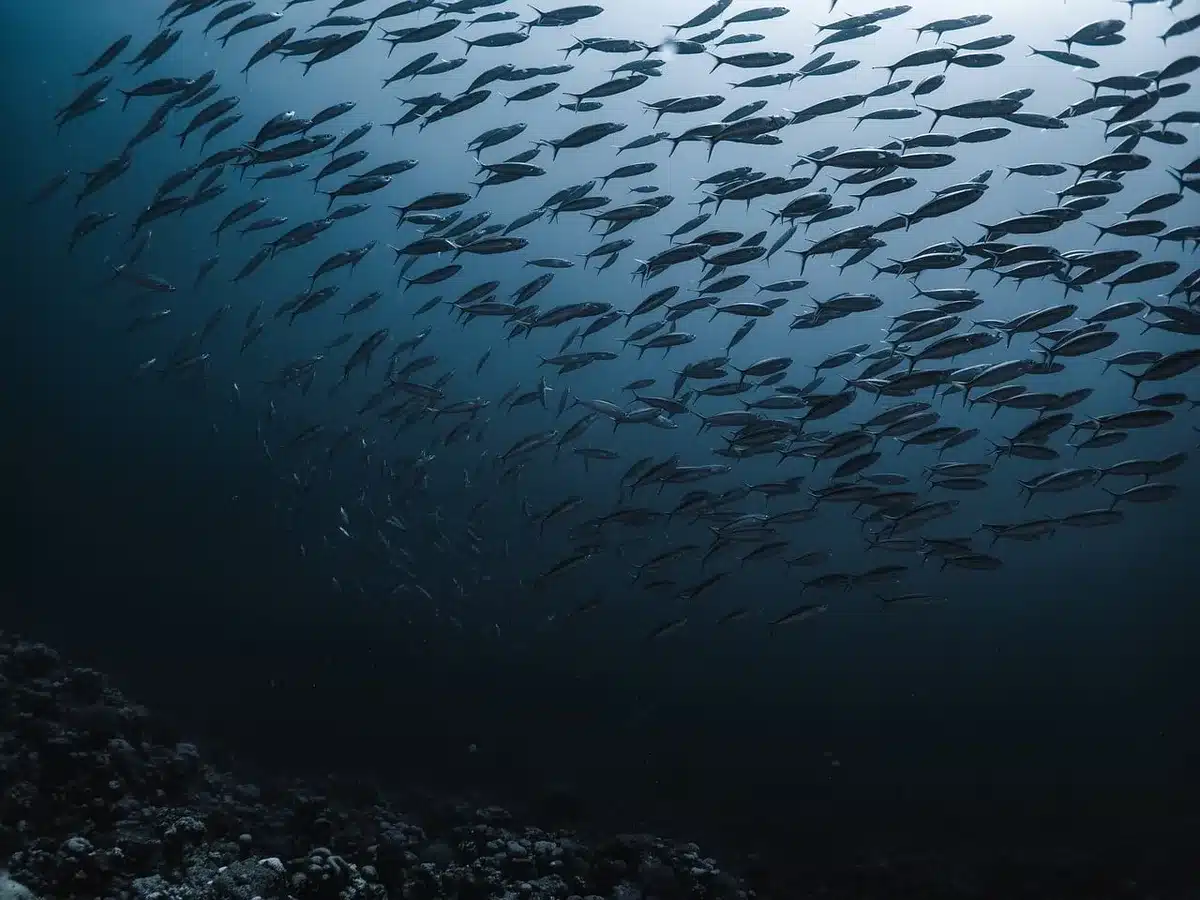 Diversité d'espèces marines : dauphins, pieuvres et poissons en habitat naturel