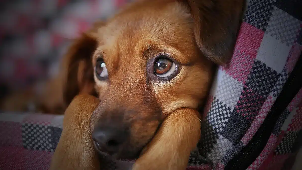 Un chiot et un chien adulte côte à côte illustrant la maturation rapide la première année