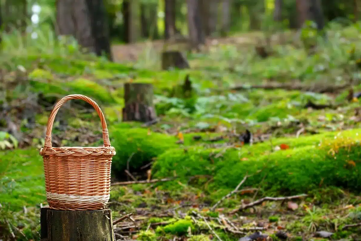 Panier et couteau posés sur le sol d'une forêt mixte, prêts pour la cueillette