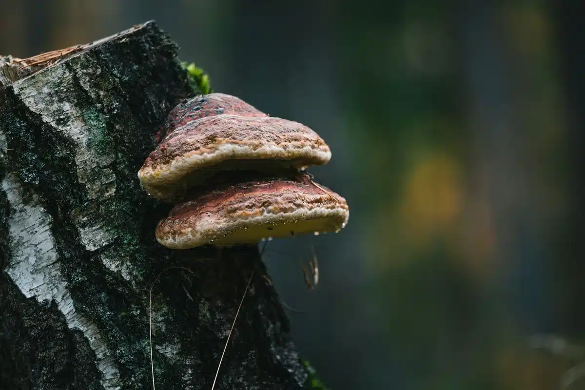 Lisière de bois de bouleaux avec quelques champignons au sol