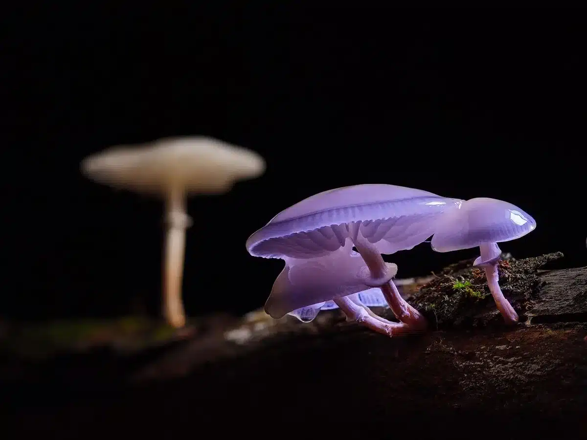 Personne brossant délicatement des champignons sur un plan de travail