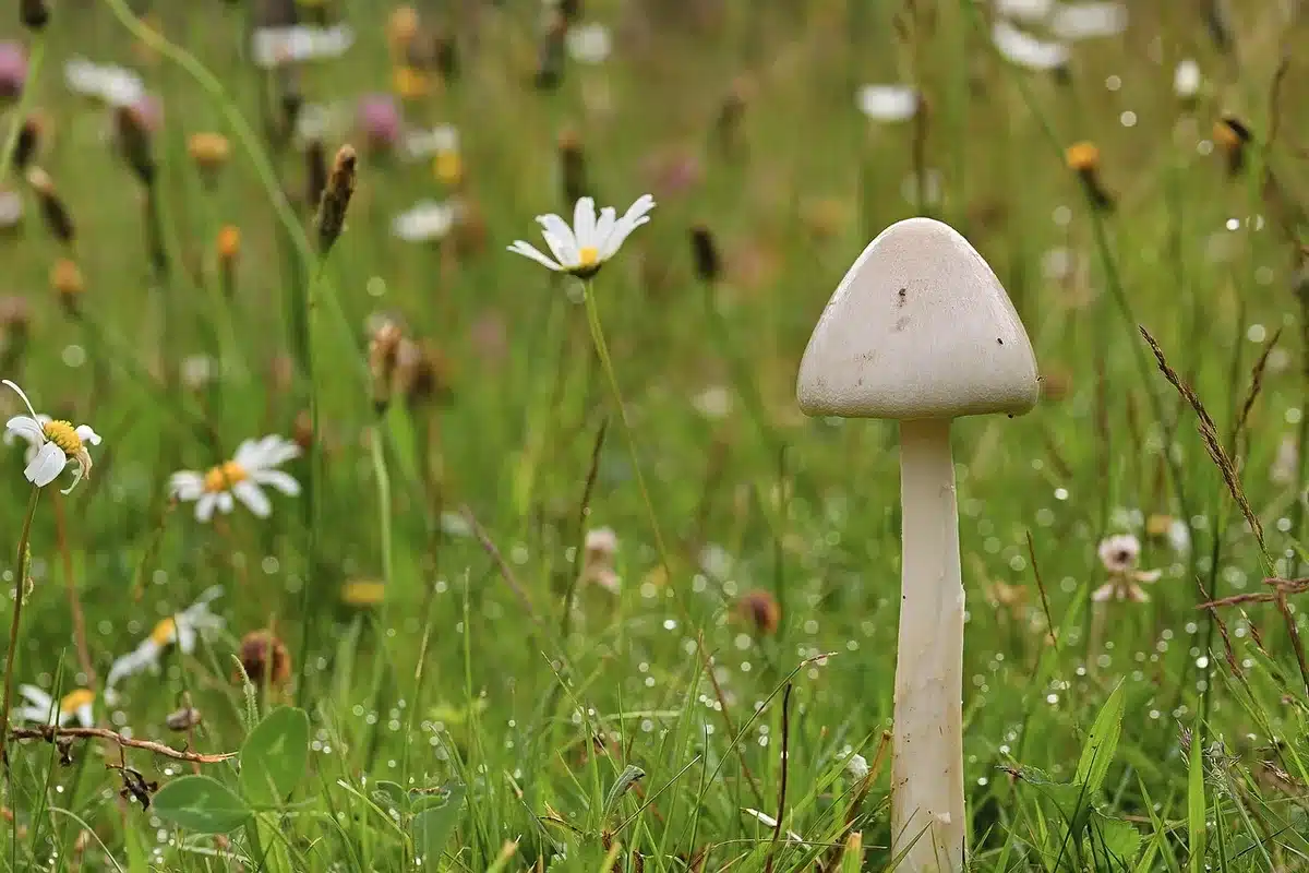 Gros plan sur le chapeau d'une girolle montrant sa forme convexe et sa texture ferme