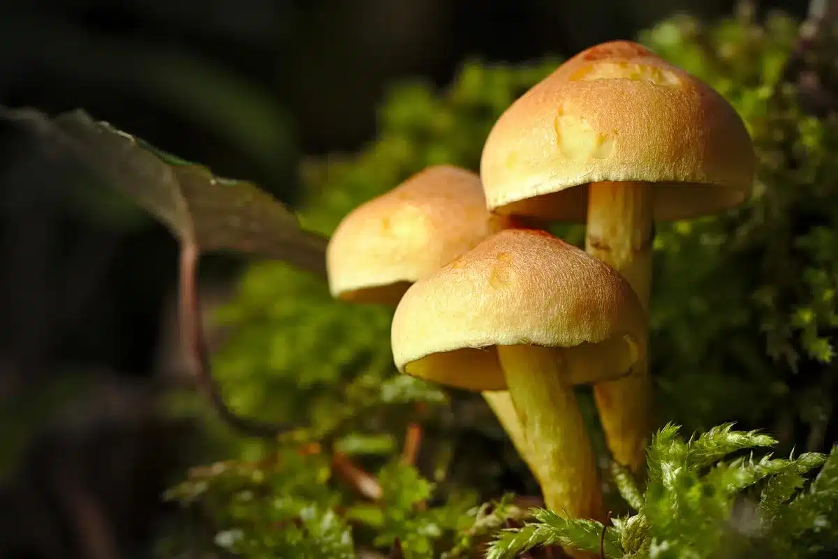 Détail sous le chapeau montrant plis continus caractéristiques d'une girolle