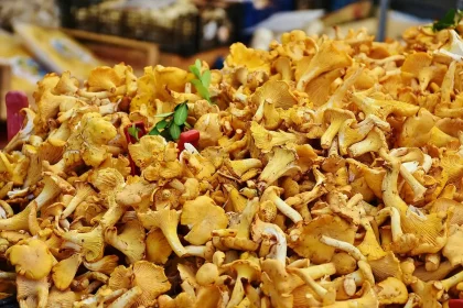 Panier de girolles posées sur un sol de forêt en plein jour, avec une petite brosse