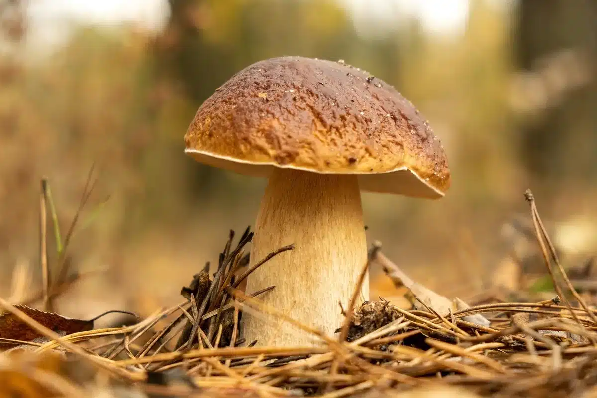 Gros plan sur le chapeau brun-roux d'un c&egrave;pe montrant sa surface lisse