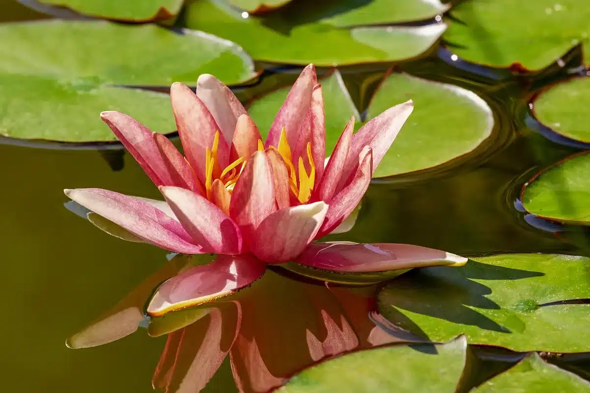 Mains tenant une bouture de plante verte au-dessus d'un verre d'eau transparent avec feuilles immergées