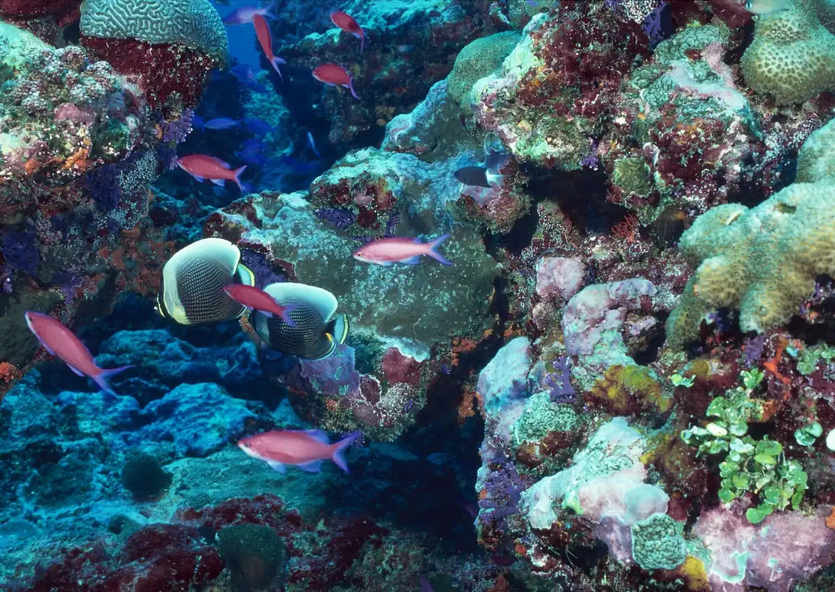 Fonds marins et câble sous-marin simulé lors d'une étude géotechnique