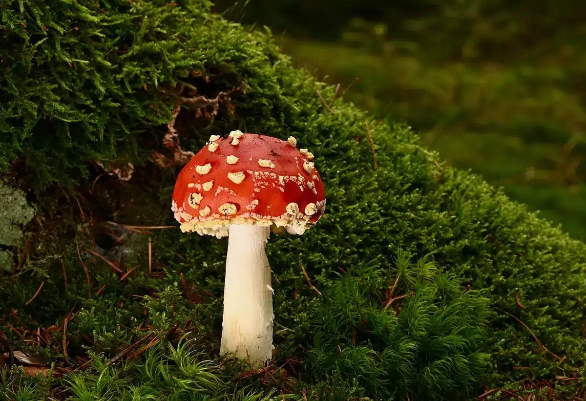 Gros plan sur un chapeau de fistuline adhérent au tronc, couleur rouge brique