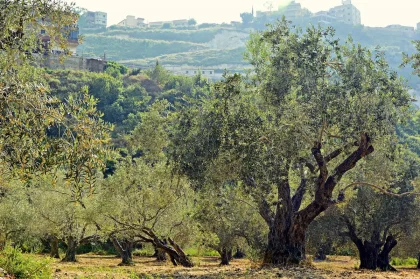 Ruelle provençale en journée avec oliviers et vignoble en arrière-plan