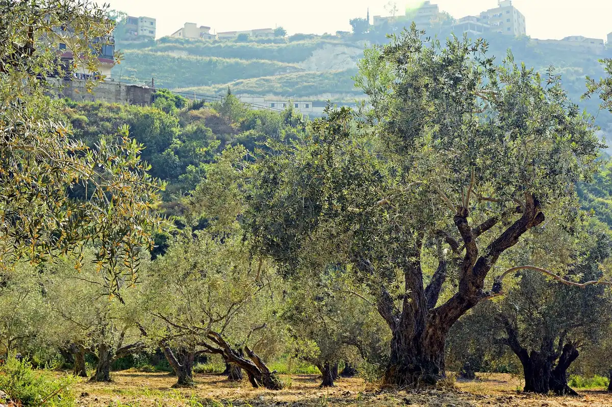Ruelle provençale en journée avec oliviers et vignoble en arrière-plan