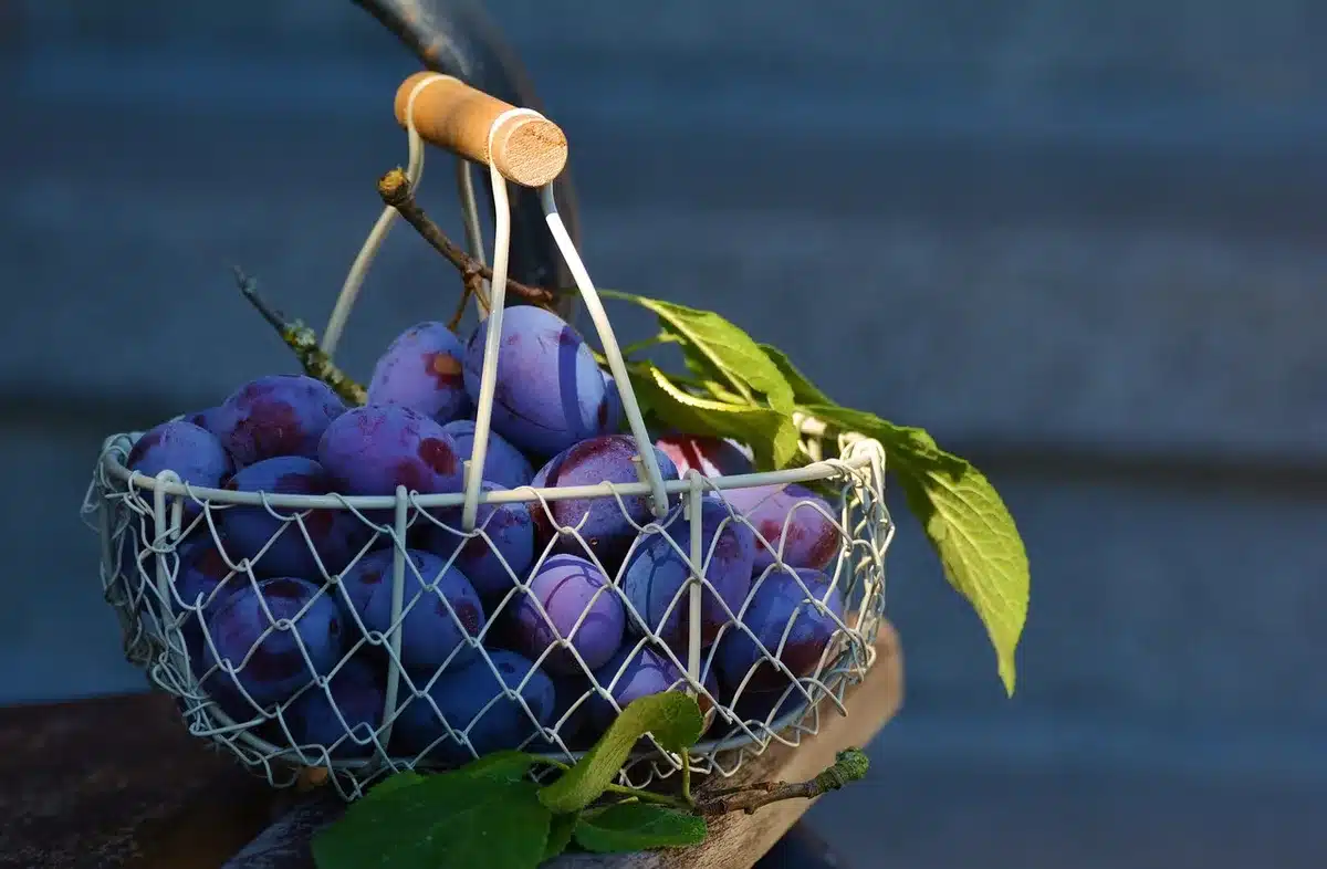 Outils et équipements pour la récolte des noix : gants, râteau et panier