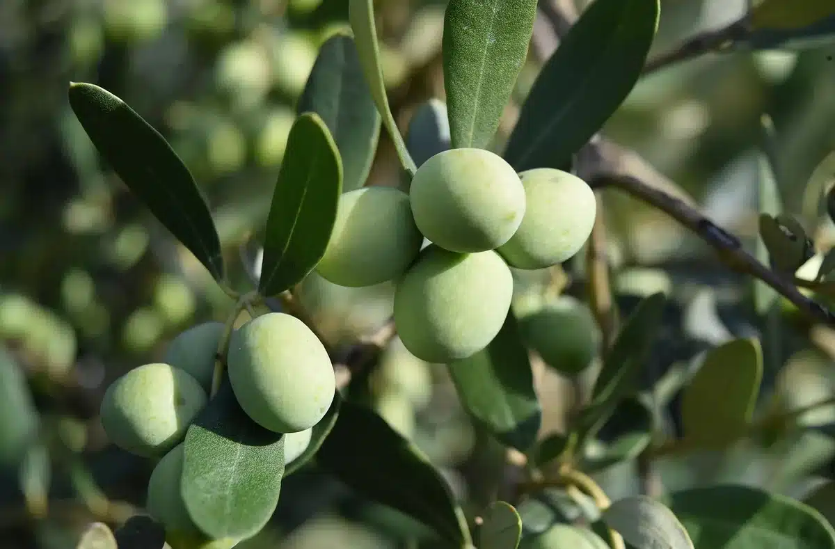 Légumes disposés en rangées dans un plat huilé avec vin blanc