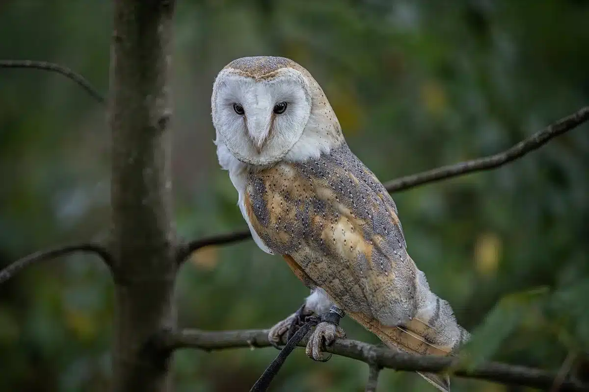 Petit rongeur gris avec queue touffue sur une branche en forêt nocturne
