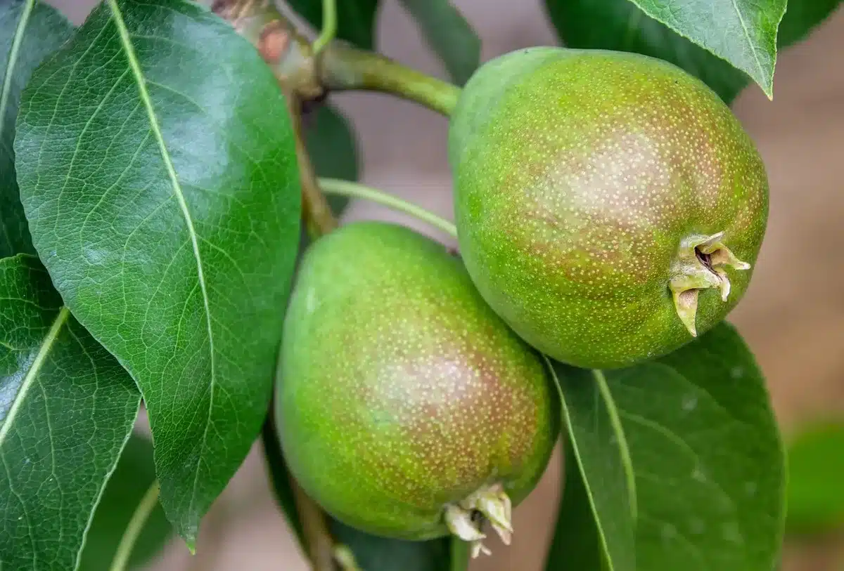 Main cueillant une poire ferme sur l'arbre en plein jour