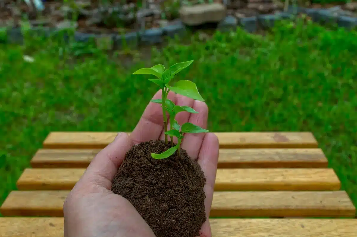 Main plaçant un poivron dans un grand pot de 40 cm
