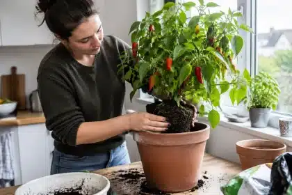 Comment prolonger la vie d'un pied de poivron en automne ?