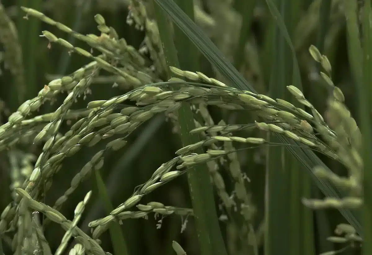 Gros plan sur des grains de riz japonica courts et brillants