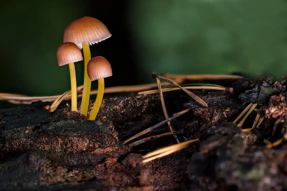 Vue rapprochée des aiguillons sous un chapeau de champignon