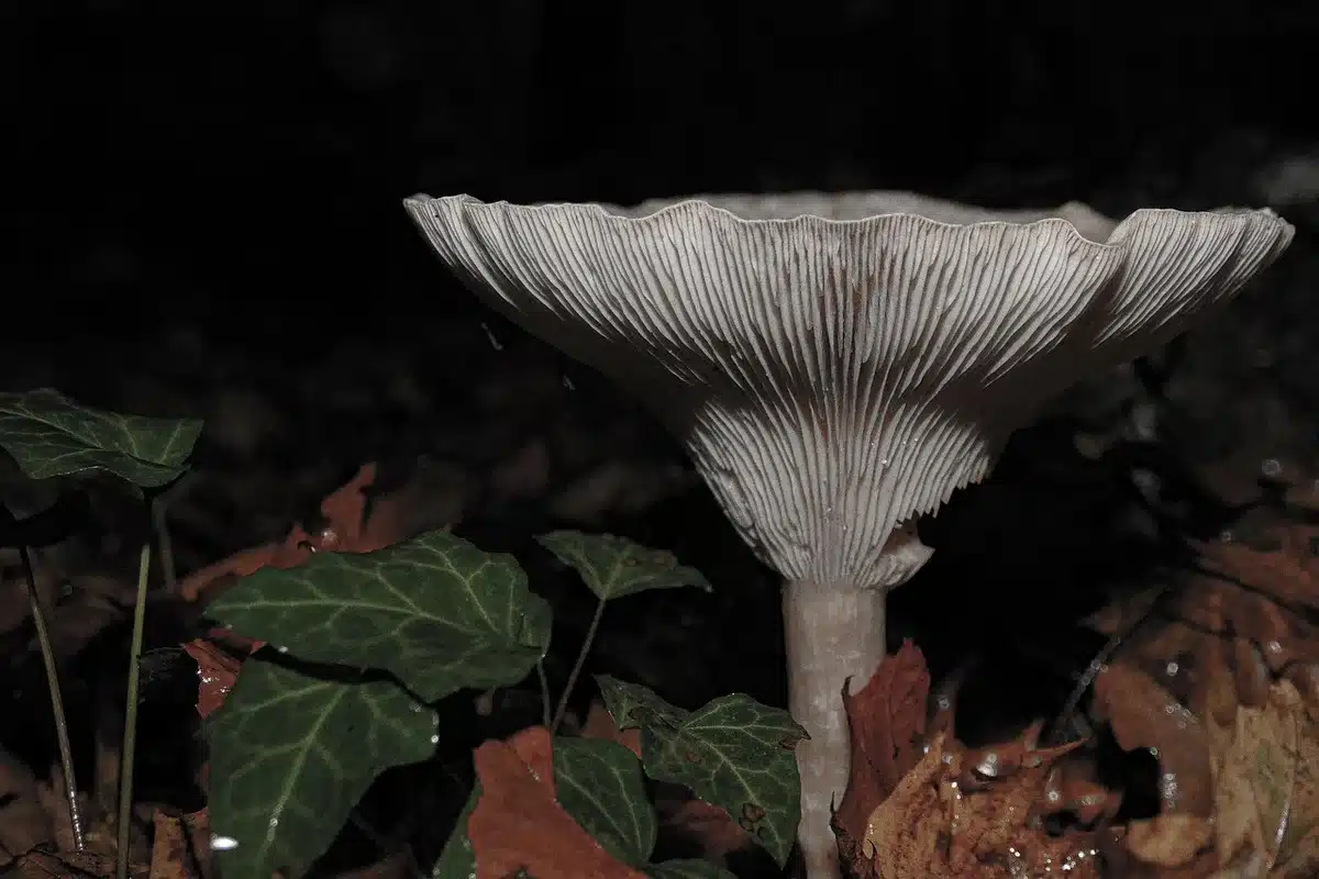 Pieds de champignons poussant sur un sol forestier en automne