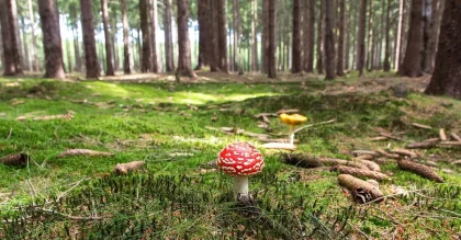 Panier de cueillette sur un sol forestier en plein jour avec guide et outils