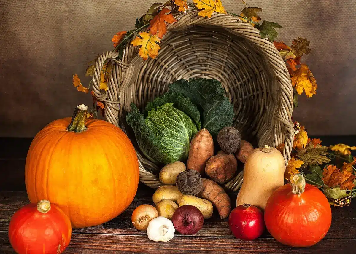 Courges récoltées rangées dans un espace sec et aéré